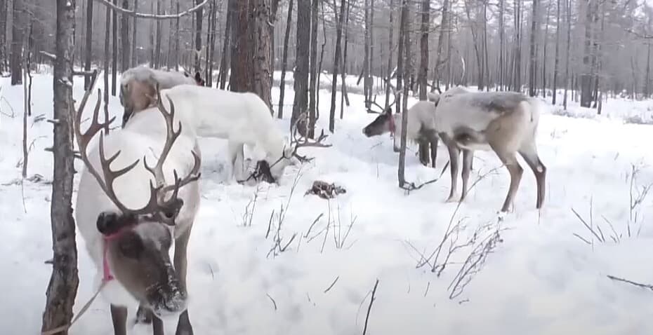 Reindeer Herder Family Visit — Taiga